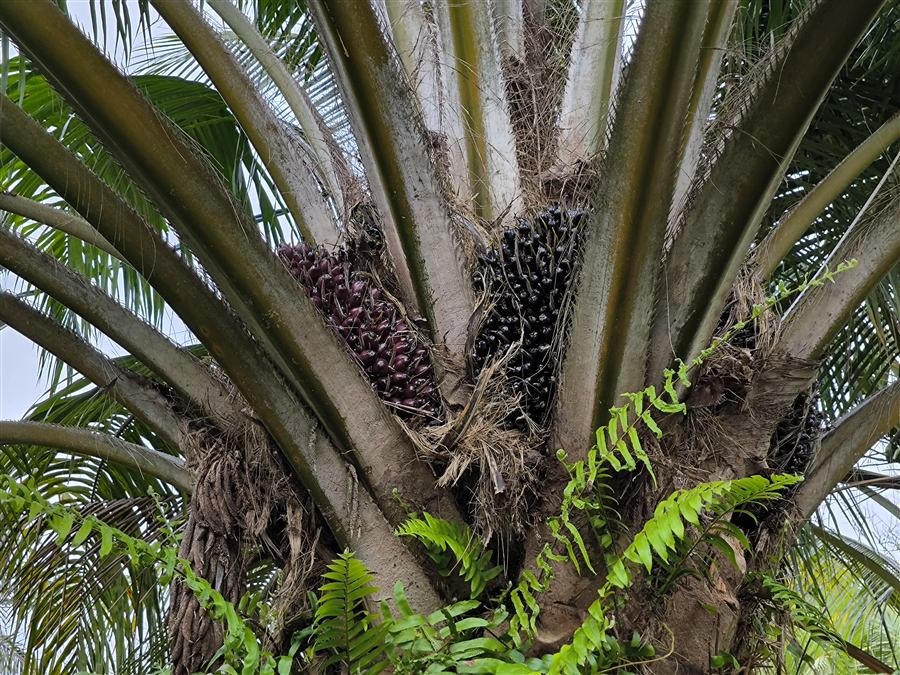 Plantación de palma de aceite en Meta
