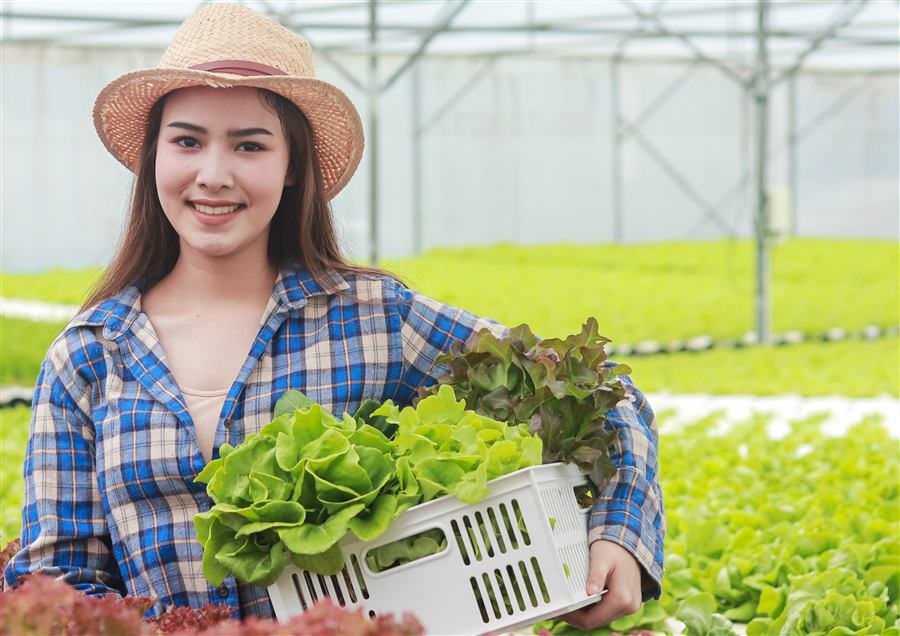 Productora trabajando en el cultivo, aplicación de la solución en el sistema productivo