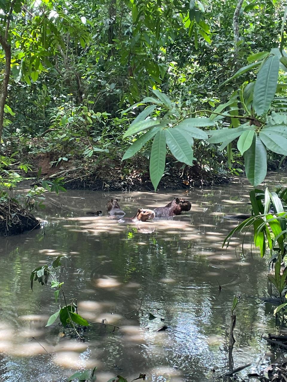 Chigüiros en una quebrada dentro del bosque protegido de la hacienda