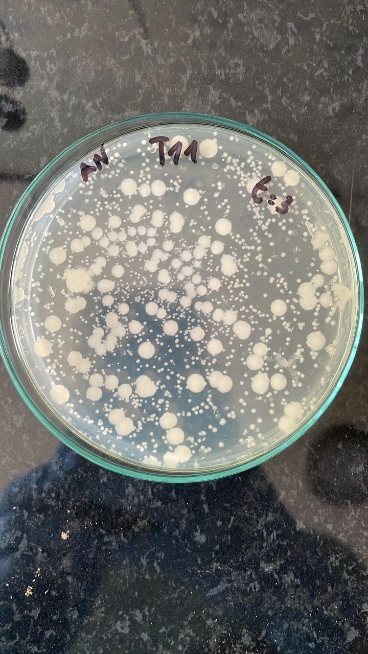 Caja de Petri con colonias de microorganismos aisladas de las muestras
