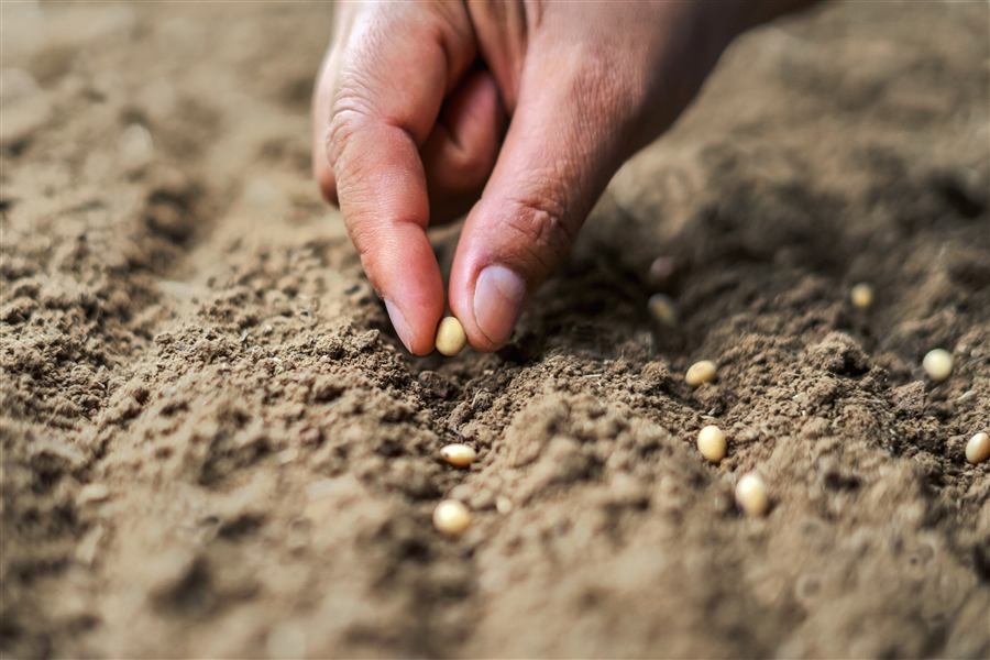 Manos sembrando en el cultivo, prácticas de manejo agrícola